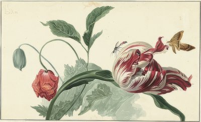 Tulpe und Mohn von Willem van Leen