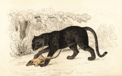 Schwarzer Jaguar, Panthera pardus (Gravur) von William Alexander Forbes