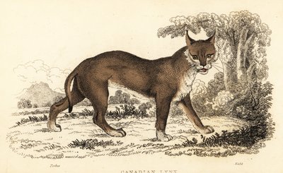 Kanadischer Luchs, Lynx canadensis, 1834 (Gravur) von William Alexander Forbes