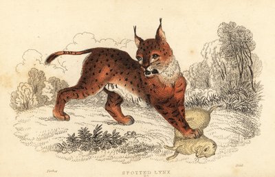 Eurasischer Luchs, Lynx lynx, 1834 von William Alexander Forbes