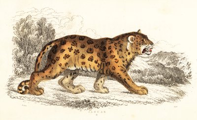 Jaguar, Panthera onca, 1834 von William Alexander Forbes