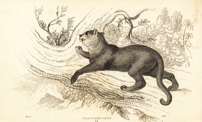 Jaguarundi, Puma yagouaroundi, 1834 von William Alexander Forbes
