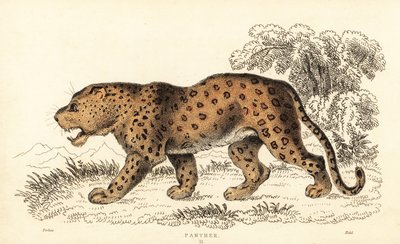 Leopard, Panthera pardus, gefährdet, 1834 (Gravur) von William Alexander Forbes