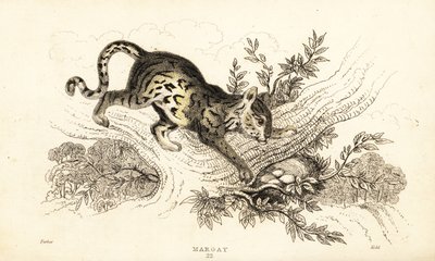 Margay, Leopardus wiedii, 1834 von William Alexander Forbes