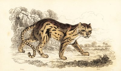 Margay, Leopardus wiedii (Gravur) von William Alexander Forbes