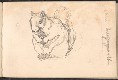 Skizze eines Eichhörnchens, ca. 1879 von William Barnes Wollen