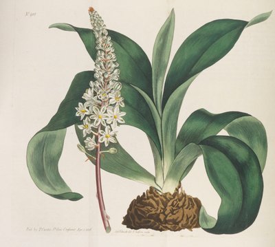 Botanisches Magazin, 1787-1833 von William Curtis