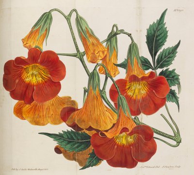 Botanisches Magazin, 1787-1833 von William Curtis