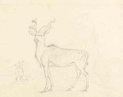 Der Kudu von William Daniell