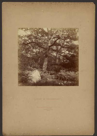 Wald von Fontainebleau von William Drooke Harrison