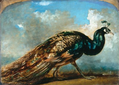 Studie eines Pfaus von William Etty