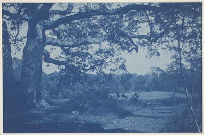 Große Eiche am Rande der Wiese von William H. Cades
