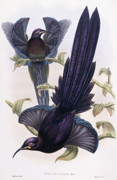 Epimachus Ellioti, Ward, ca. 1891-1898 von William Hart