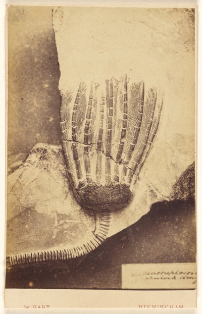 [Fossil eines Seelilien] von William Hart