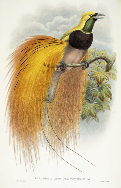 Paradisea Augustae Victoriae, 1891-1898 von William Hart