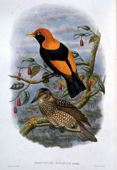 Sericulus Melinus von William Hart