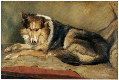 Collie-Hund von William Henry Charlton