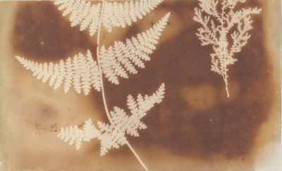 1. Farn. 2. Alge, 1839 von William Henry Fox Talbot