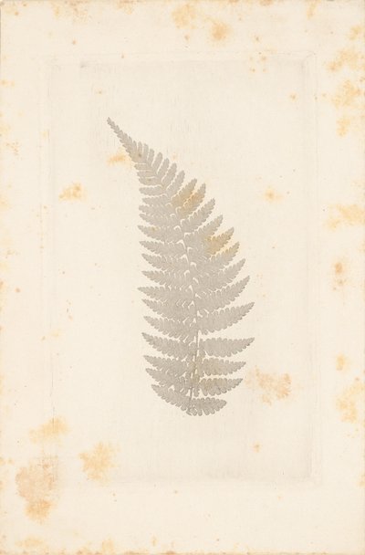 Farn von William Henry Fox Talbot