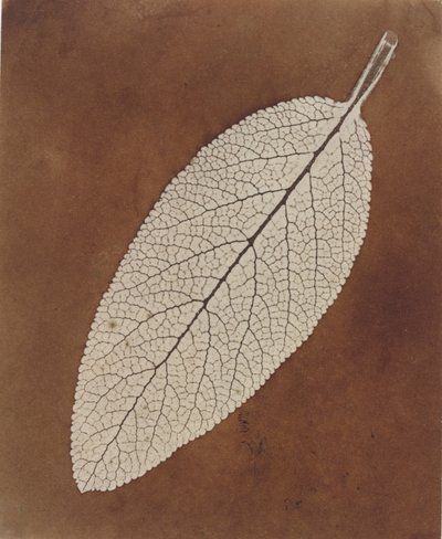 Blattstudie von William Henry Fox Talbot