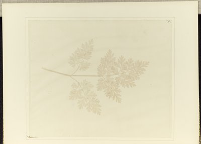 Blatt einer Pflanze von William Henry Fox Talbot