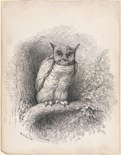 Eule von William Holbrook Beard