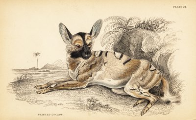 Afrikanischer Wildhund, Lycaon pictus, gefährdet von William Home Lizars