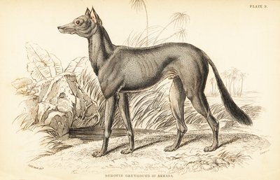 Arabischer Windhund, Canis lupus familiaris von William Home Lizars