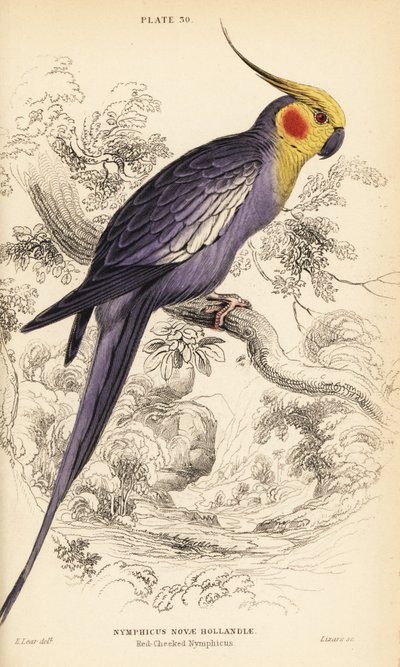 Nymphensittich, Nymphicus hollandicus von William Home Lizars