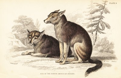 Kojote, Canis latrans von William Home Lizars