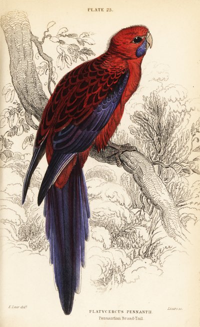 Purpurroter Sittich, Platycercus elegans von William Home Lizars