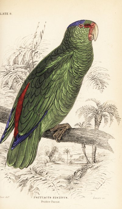 Festtagsamazone, Amazona festiva von William Home Lizars