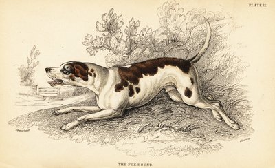 Foxhound, Canis lupus familiaris von William Home Lizars