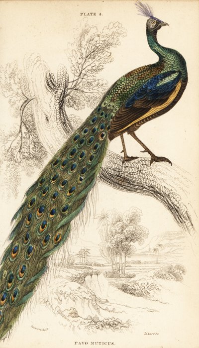 Grüner Pfau, Pavo muticus von William Home Lizars