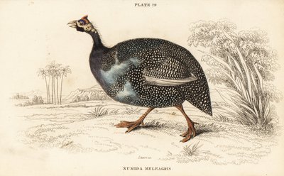 Helmperlhuhn, Numida meleagris von William Home Lizars