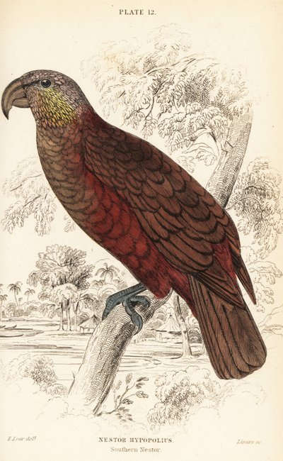 Neuseeland-Kaka, Nestor meridionalis von William Home Lizars