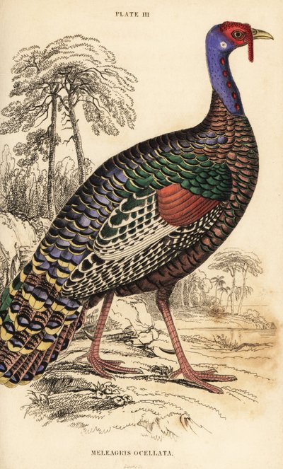 Ocellierter Truthahn, Meleagris ocellata von William Home Lizars