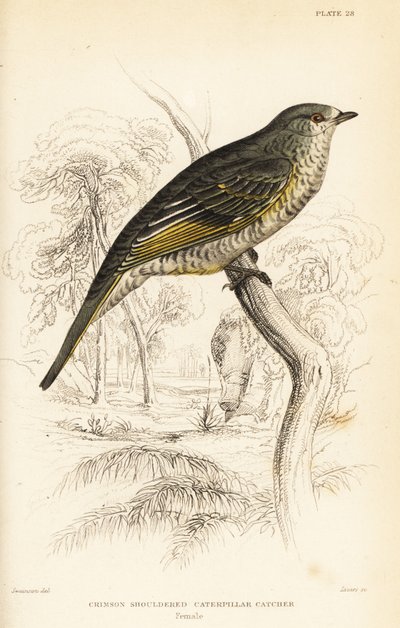 Rotflügel-Kuckucksschnäpper, weiblich, Campephaga phoenicea von William Home Lizars