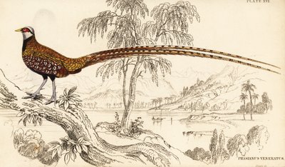 Reevesfasan, Syrmaticus reevesii von William Home Lizars