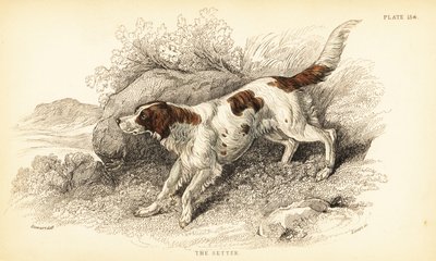 Setter, Canis lupus familiaris (Canis index) von William Home Lizars