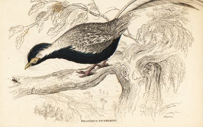 Silberfasan, Lophura nycthemera (Phasianus nycthemerus) von William Home Lizars