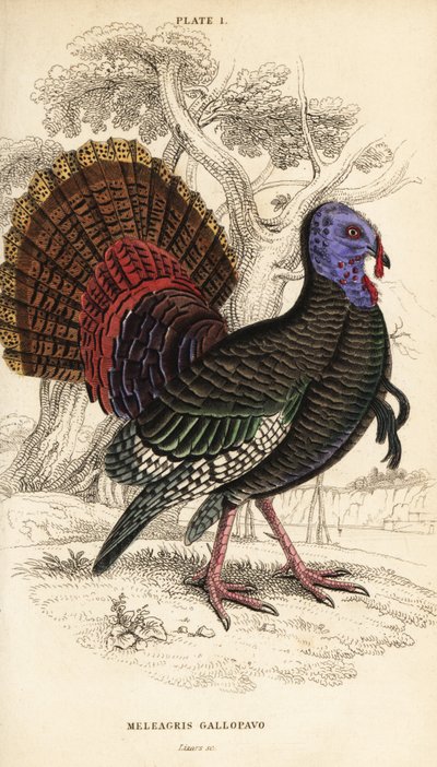 Wilder Truthahn, männlich, Meleagris gallopavo von William Home Lizars
