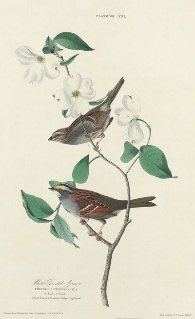 Weißkehlammer von William Home Lizars after John James Audubon