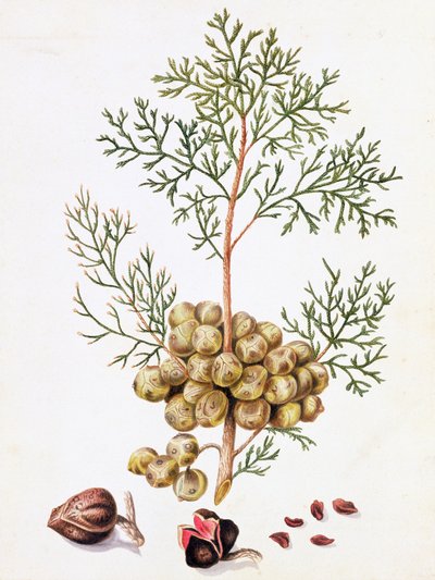 Zypressenblatt und Nüsse von William Hooker