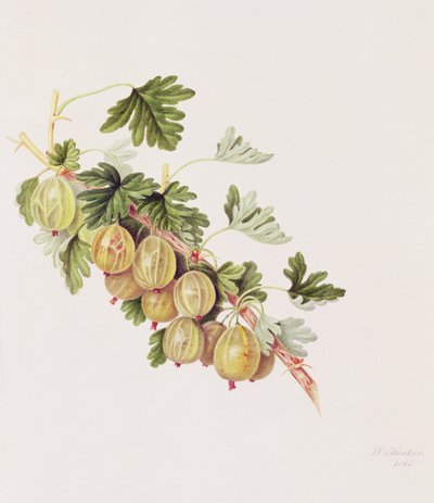 Grüne Stachelbeere, 1815 von William Hooker