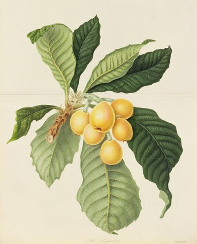 Die Loquat von William Hooker
