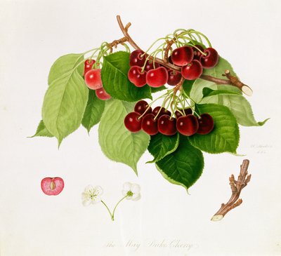 Die Mai-Duke-Kirsche, 1815 von William Hooker
