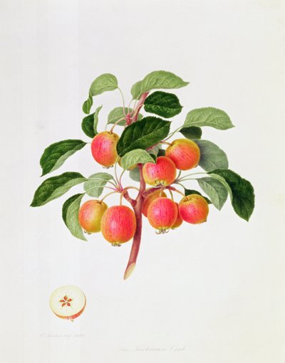 Der Tartarische Holzapfel, 1819 von William Hooker