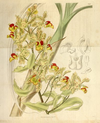 Cyrtopodium punctatum von William Jackson Hooker