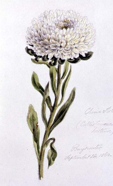 China-Aster, gemalt in Bayswater von William James Linton